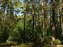 21 marca - Międzynarodowy Dzień Lasów