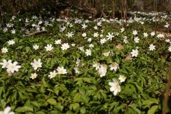 Zdjęcie: archiwum nadleśnictwa