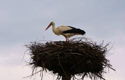 Zdjęcie: Mariusz Rostkowski