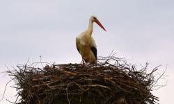 Zdjęcie: Mariusz Rostkowski