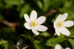 Zdjęcie: archiwum nadleśnictwa