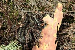 Zdjęcie: Mariusz Rostkowski