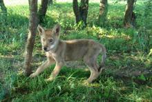 Leśnicy z Nadleśnictwa Przasnysz uratowali wilka.