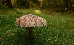 Zdjęcie: Mariusz Rostkowski