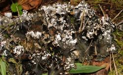 Zdjęcie: Mariusz Rostkowski