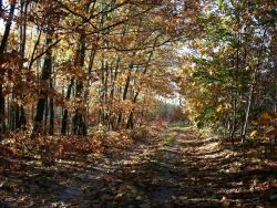 Zdjęcie: Wojciech Dec