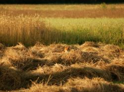 Zdjęcie: Mariusz Rostkowski