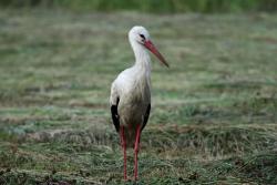 Zdjęcie: Mariusz Rostkowski