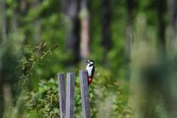 Zdjęcie: Mariusz Rostkowski