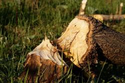 Zdjęcie: Mariusz Rostkowski