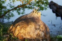 Zdjęcie: Mariusz Rostkowski