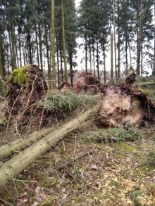 Poważne szkody w lesie