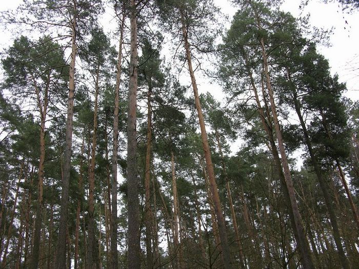 Zdjęcie: archiwum nadleśnictwa