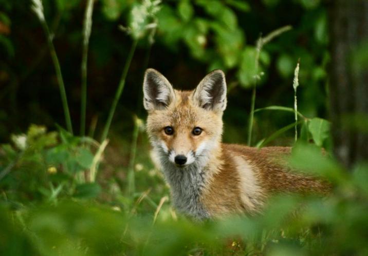 Lis, fot. M. Rostkowski