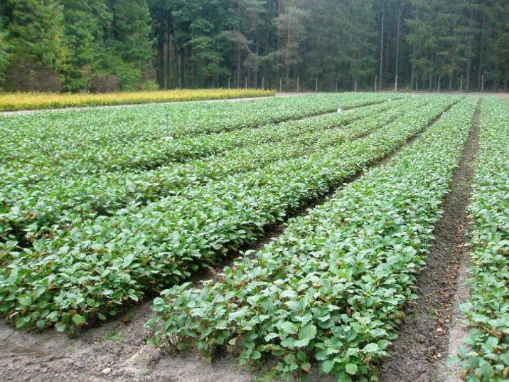 Zdjęcie: archiwum nadleśnictwa