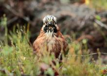Czy zaobserwowałeś już pierwsze oznaki wiosny?