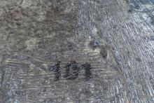 Lasy na nowe 100-lecie