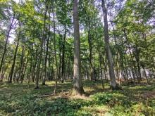 Wielkoobszarowa inwentaryzacja stanu lasu