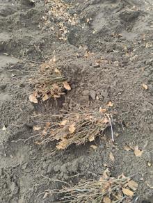 Wiosenne prace w szkółce leśnej !